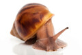 Achatina achatina achatina Nigeria b juvenil